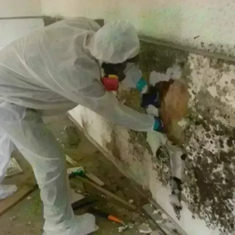 Mold Remediation and Removal in Peach Springs, AZ